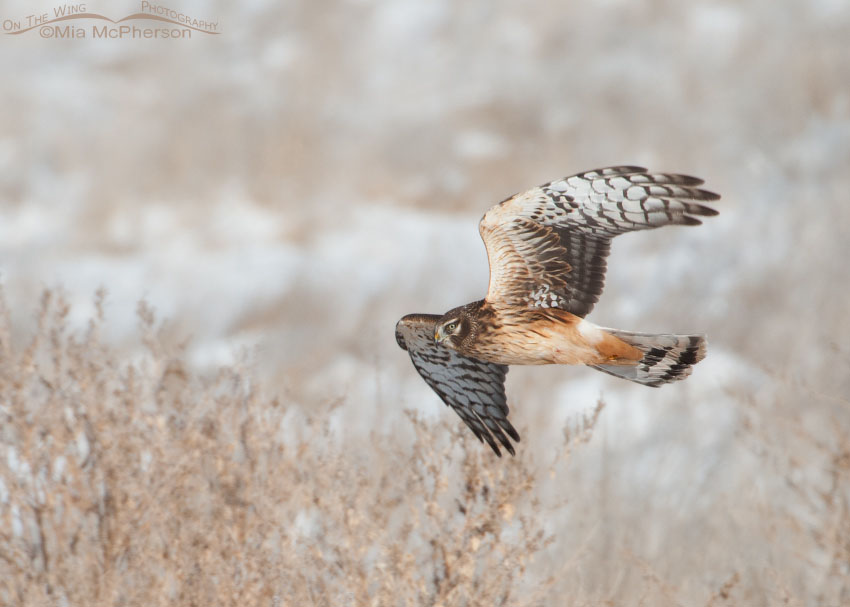 Northern Harrier and a frosty marsh habitat, Farmington Bay WMA, Davis County, Utah