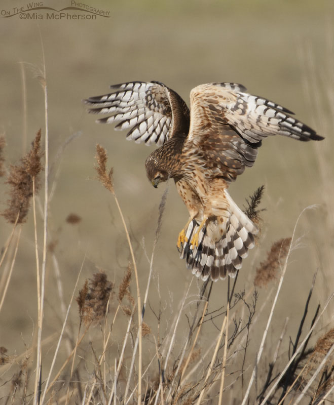 Hovering Harrier, Farmington Bay WMA, Davis County, Utah