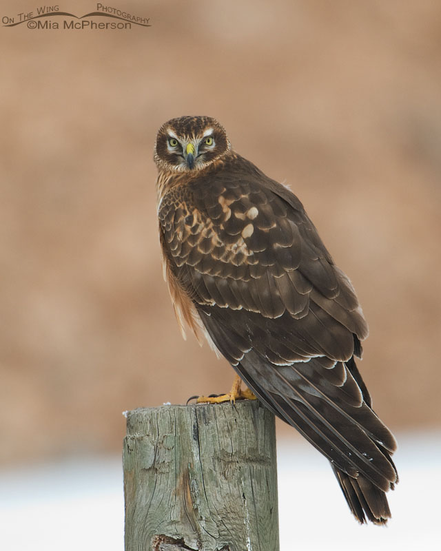 Perched Northern Harrier at Farmington Bay in northern Utah