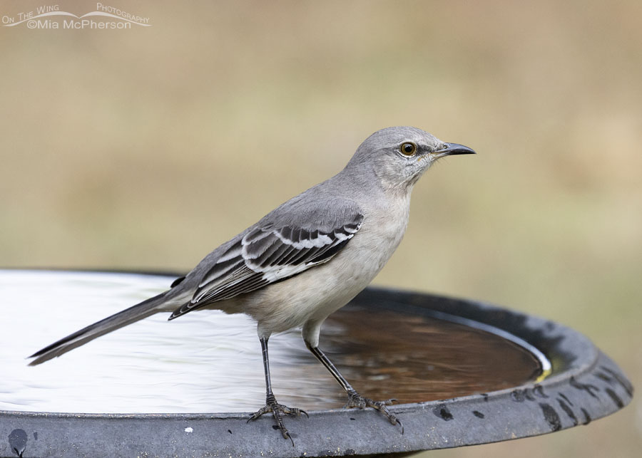 Hatch year Northern Mockingbird at a birdbath, Sebastian County, Arkansas