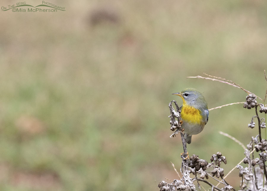 Northern Parula male in September, Sebastian County, Arkansas