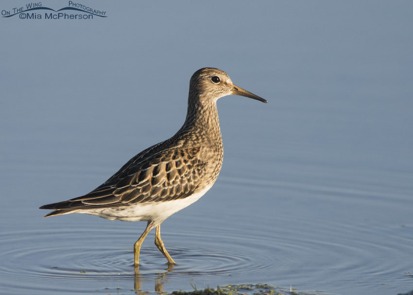 Pectoral Sandpiper in morning light at Farmington Bay WMA, Davis County, Utah