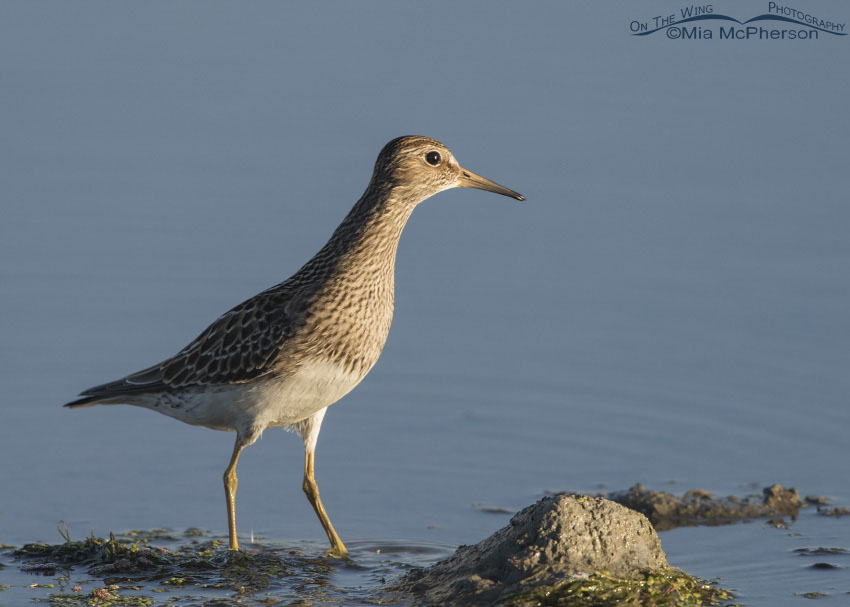 Alert Pectoral Sandpiper, Farmington Bay WMA, Davis County, Utah