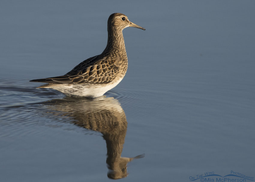 Pectoral Sandpiper wading in shallow water, Farmington Bay WMA, Davis County, Utah