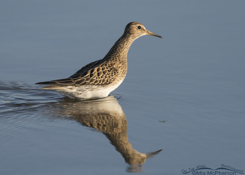 Pectoral Sandpiper at Farmington Bay WMA, Davis County, Utah