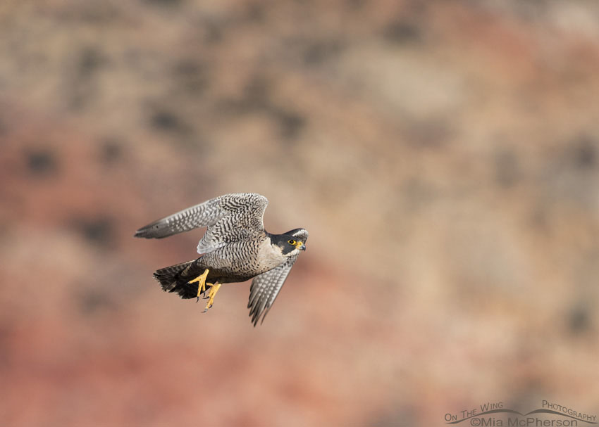 Adult Peregrine Falcon in flight with a sandstone background, Wayne County, Utah