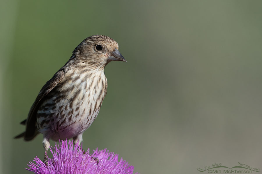 Adult Pine Siskin on a Musk Thistle close up, Wasatch Mountains, Morgan County, Utah