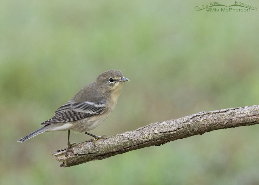 Immature Pine Warbler in September, Sebastian County, Arkansas