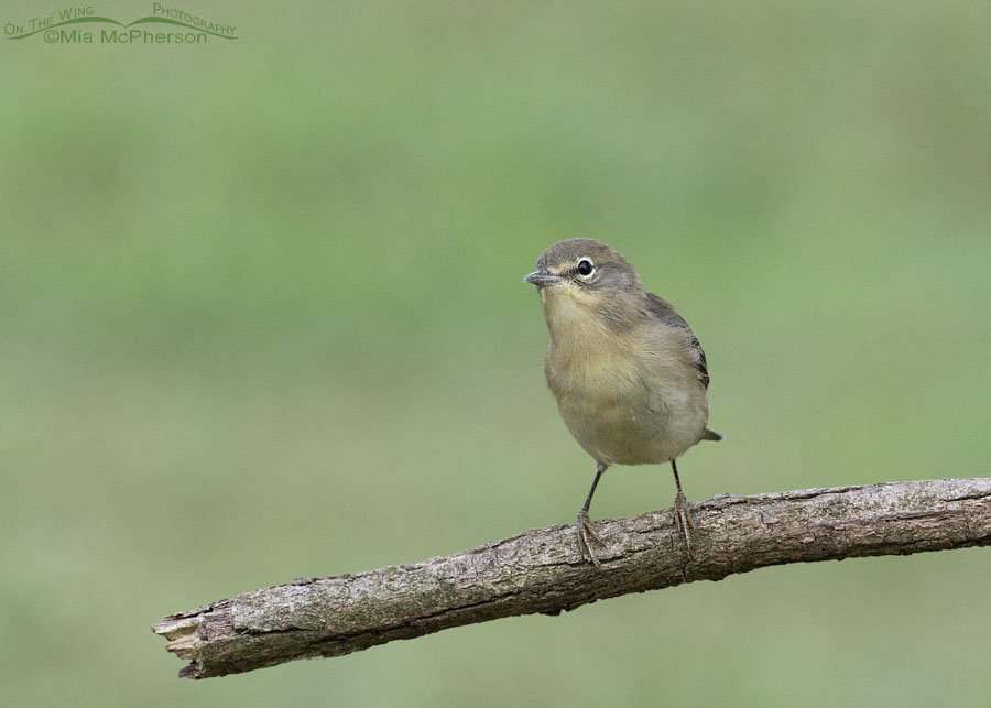 Young Pine Warbler near the end of summer, Sebastian County, Arkansas