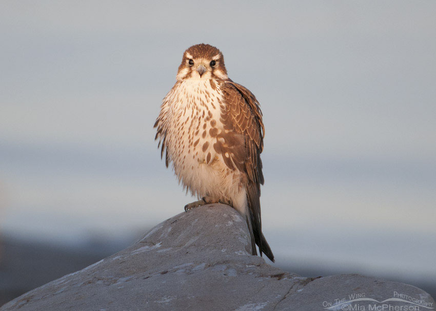 Prairie Falcon at sunrise next to the Great Salt Lake, Antelope Island State Park, Davis County, Utah