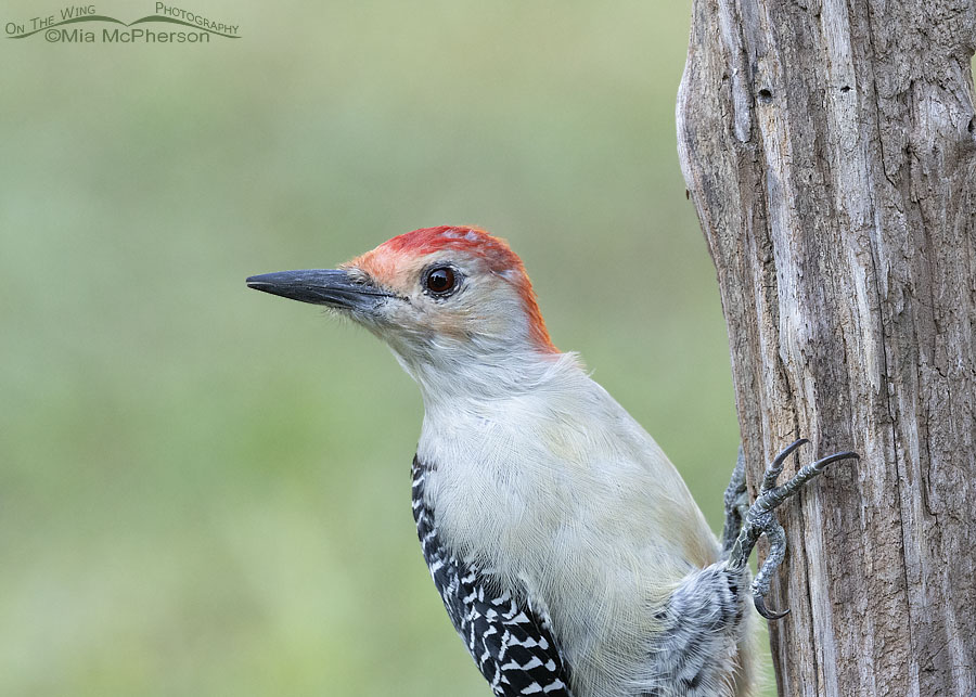 Red-bellied Woodpecker male up close, Sebastian County, Arkansas