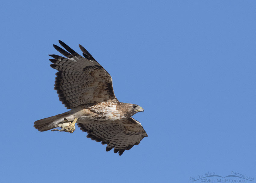 Adult Red-tailed Hawk flying in with a duckling, Box Elder County, Utah