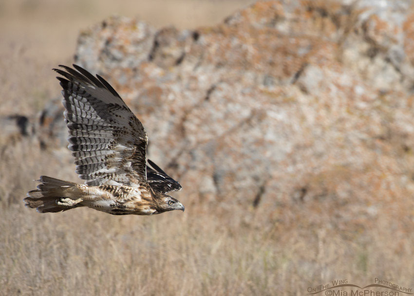 Molting Red-tailed Hawk flight, Box Elder County, Utah