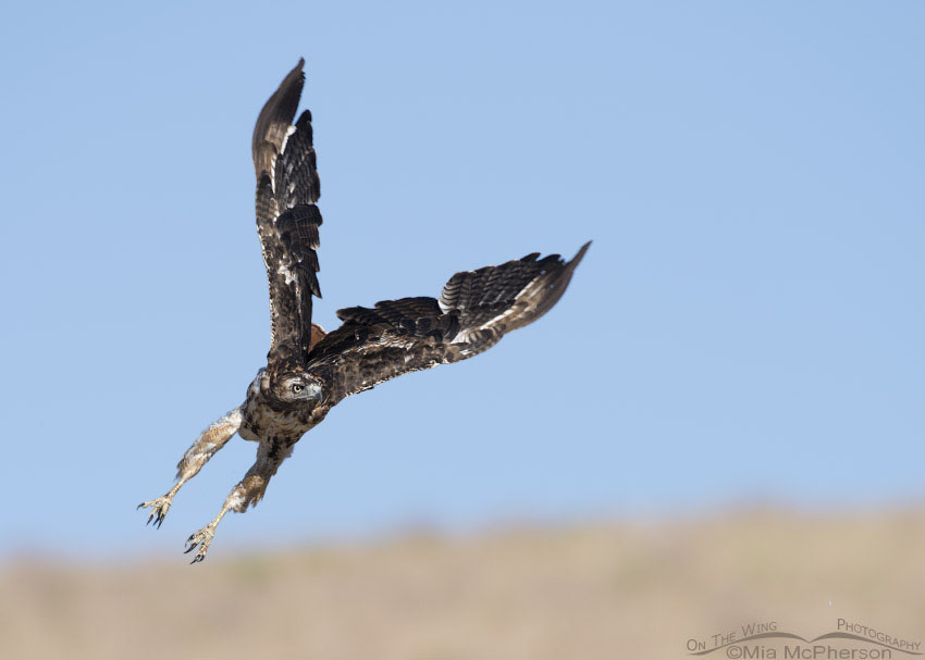 Molting Red-tailed Hawk lift off, Box Elder County, Utah