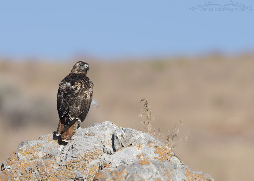 Perched molting Red-tailed Hawk, Box Elder County, Utah