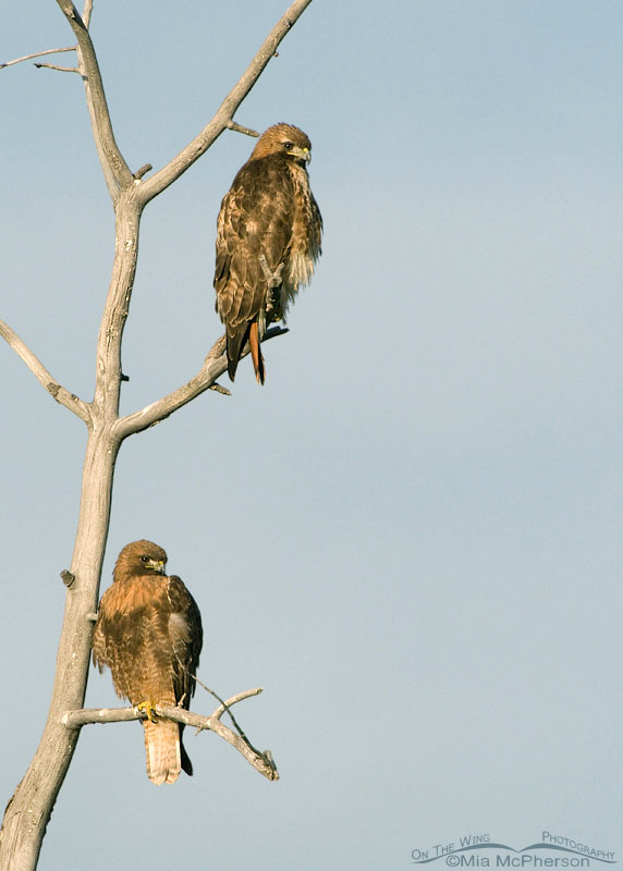 Pair of Red-tails basking in morning light, Centennial Valley, Beaverhead County, Montana