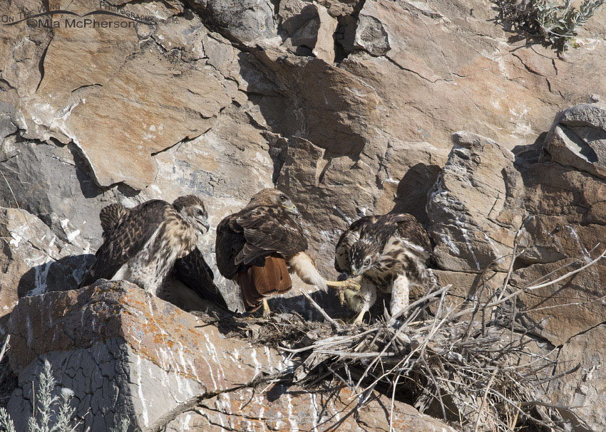 Red-tailed Hawk chick taking duckling from adult, Box Elder County, Utah