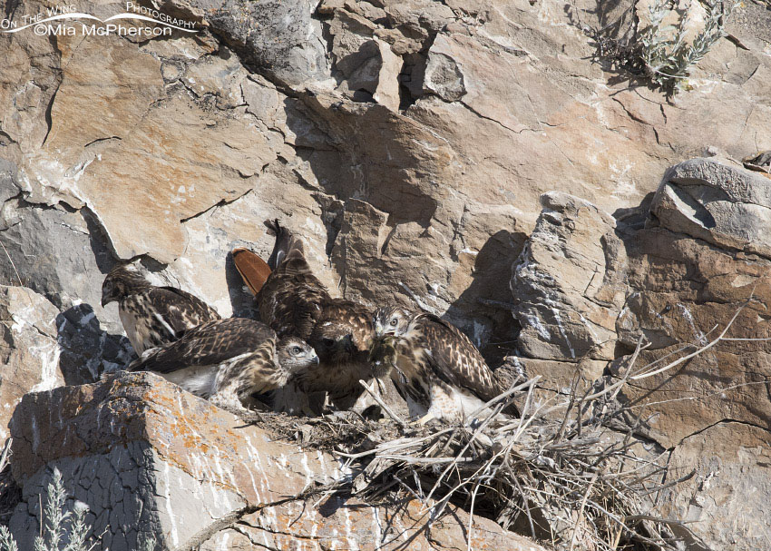 Red-tailed Hawk chick eating the duckling, Box Elder County, Utah