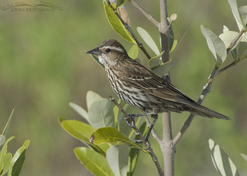 Female Red-winged Blackbird near her nest at the north beach of Fort De Soto County Park, Florida