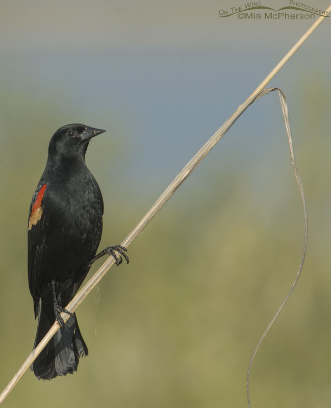 Male Red-winged Blackbird on a Sea Oat stalk at Fort De Soto County Park, Florida