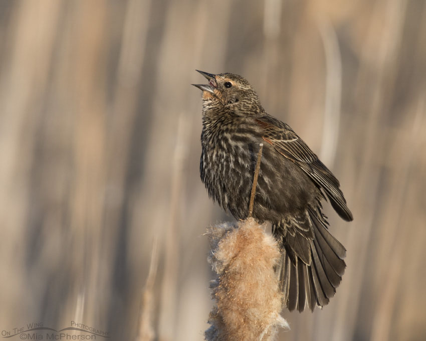 Bear River MBR Red-winged Blackbird female, Box Elder County, Utah