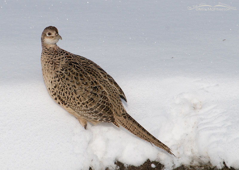 Ring-necked Pheasant hen on a snow bank in northern Utah