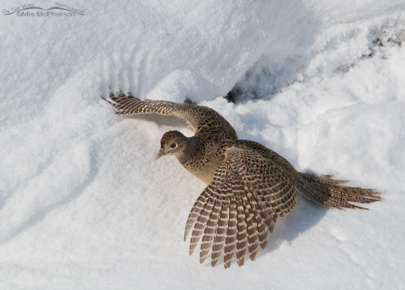 Ring-necked Pheasant hen lifting off from a snow bank at Farmington Bay WMA, Utah