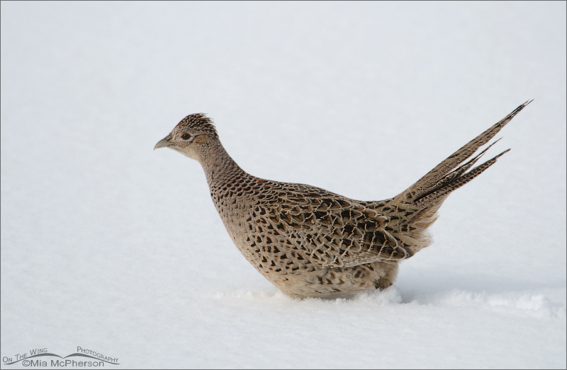 Ring-necked Pheasant hen walking through deep snow at Farmington Bay WMA in Davis County, Utah