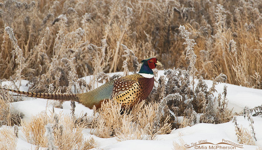 Male Ring-necked Pheasant in habitat, northern Utah