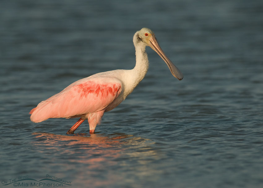 Adult Roseate Spoonbill in afternoon light, Fort De Soto County Park, Pinellas County, Florida