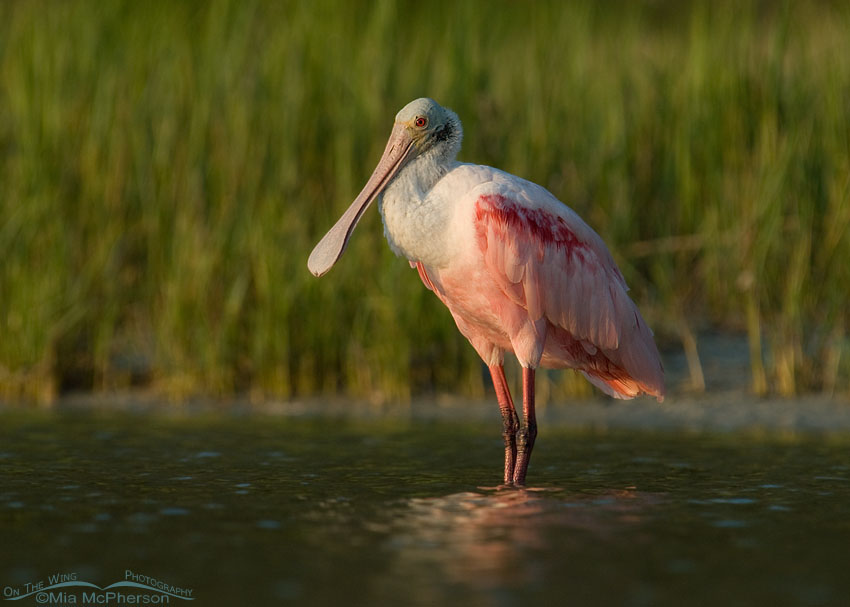 Roseate Spoonbill in the light of the setting sun, Fort De Soto County Park, Pinellas County, Florida