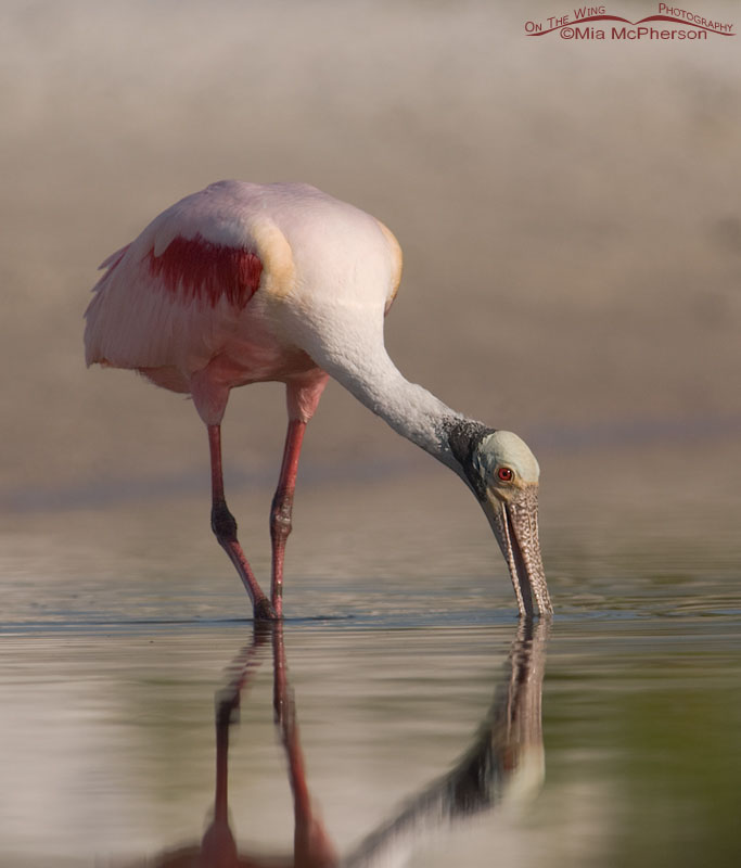 Roseate Spoonbill feeding in a quiet lagoon, Fort De Soto County Park, Pinellas County, Florida