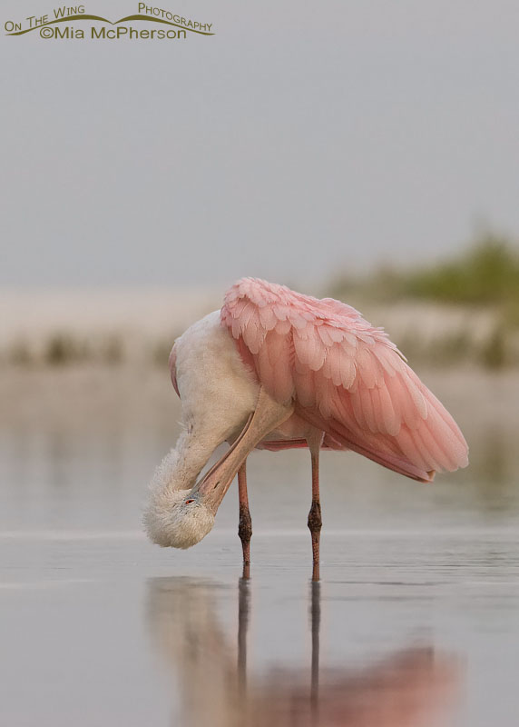 Juvenile Roseate Spoonbill preening in a sea fog, Fort De Soto County Park, Pinellas County, Florida