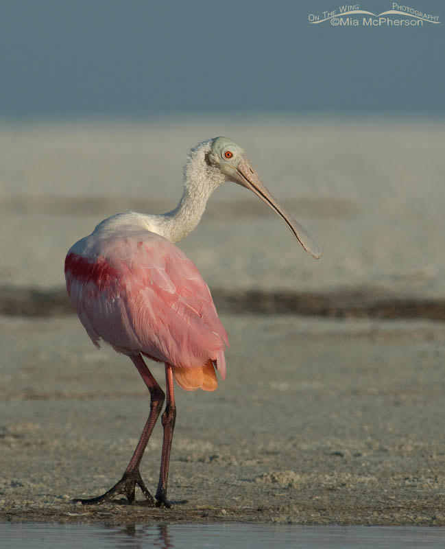 Roseate Spoonbill on the edge of a lagoon, Fort De Soto County Park, Pinellas County, Florida