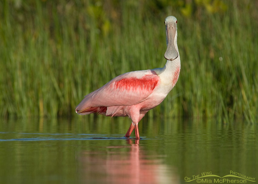 Staring Roseate Spoonbill, Fort De Soto County Park, Pinellas County, Florida