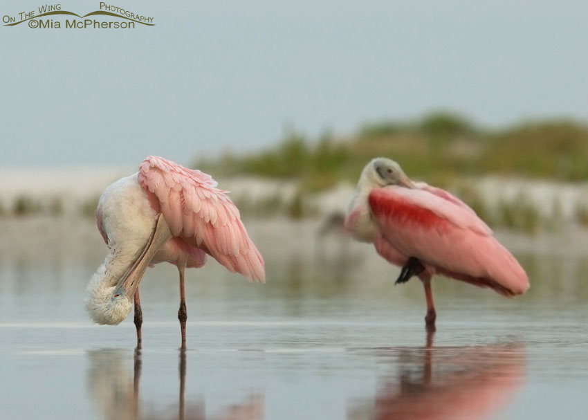 Roseate Spoonbills in a sea fog, Fort De Soto County Park, Pinellas County, Florida