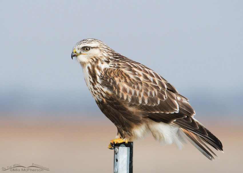 Roughie perched on a mile marker post on the causeway to Antelope Island State Park, Utah. Roughie is a nick name for Rough-legged Hawks