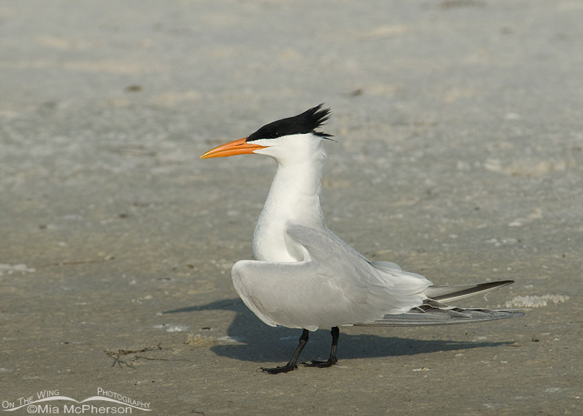 Royal Tern in breeding plumage, Fort De Soto County Park, Pinellas County, Florida