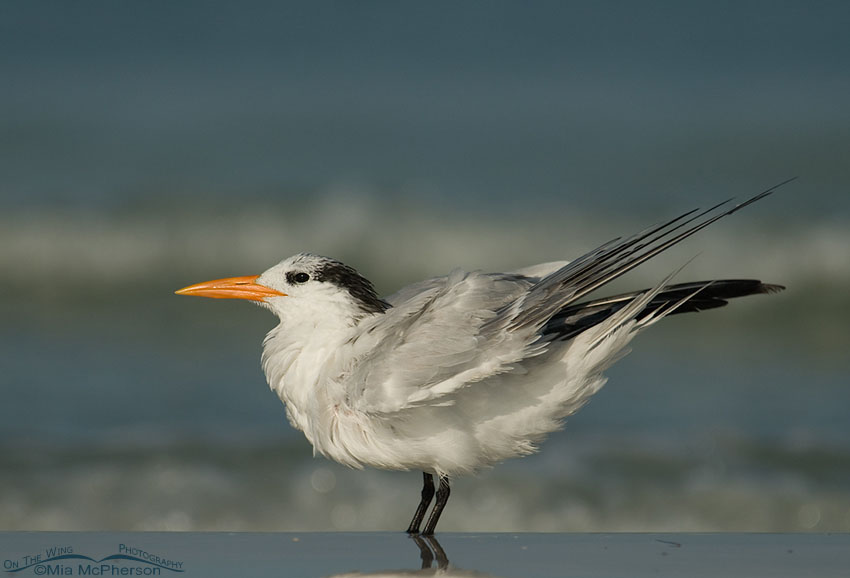 Adult Royal Tern in nonbreeding plumage, Fort De Soto County Park, Pinellas County, Florida