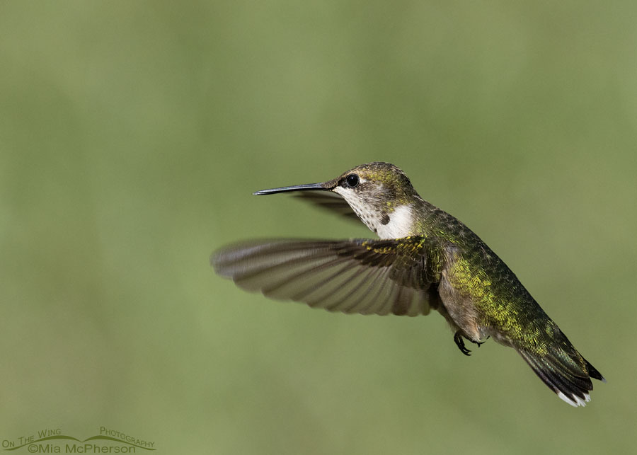 Immature Ruby-throated Hummingbird hovering, Sebastian County, Arkansas