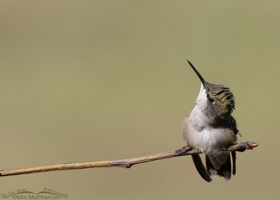 Immature Ruby-throated Hummingbird male with an eye on the sky, Sebastian County, Arkansas