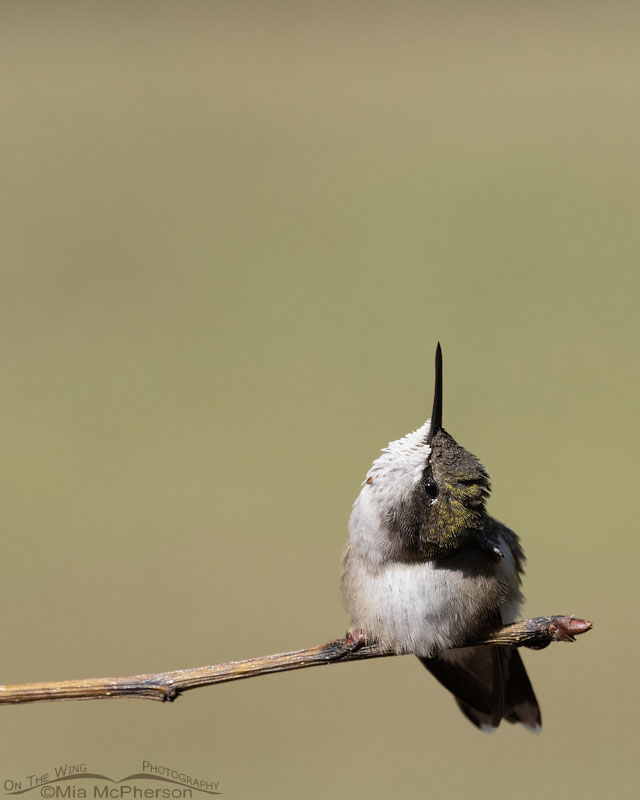 Young male Ruby-throated Hummingbird staring at the sky, Sebastian County, Arkansas