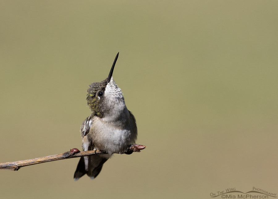 Young male Ruby-throated Hummingbird scratching his head, Sebastian County, Arkansas