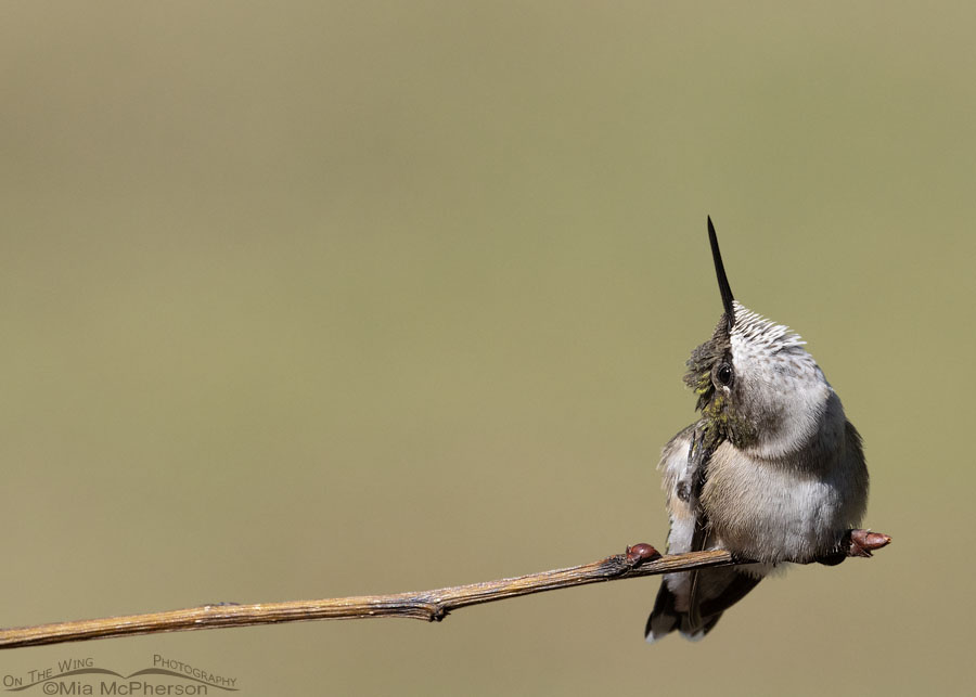 Scratching young male Ruby-throated Hummingbird, Sebastian County, Arkansas