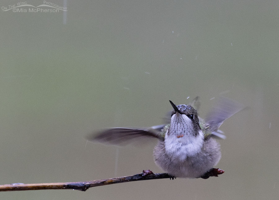 Young male Ruby-throated Hummingbird and flying raindrops, Sebastian County, Arkansas