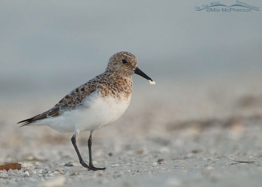 Sanderling in sea fog at the north beach of Fort De Soto County Park, Pinellas County, Florida