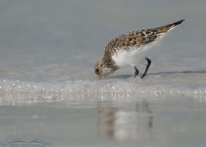 Sanderling nearly in breeding plumage, Fort De Soto County Park, Pinellas County, Florida