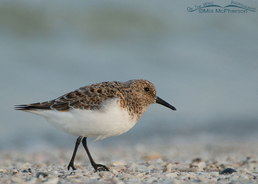 Breeding plumage Sanderling on seashells, Fort De Soto County Park, Pinellas County, Florida