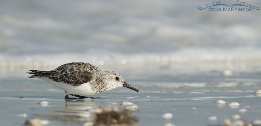 Crouching Sanderling, Honeymoon Island State Park, Pinellas County, Florida