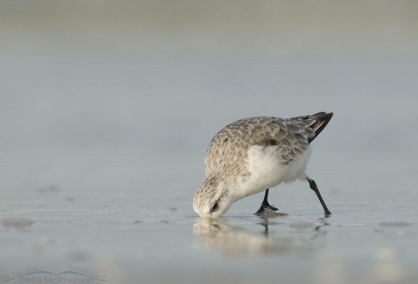 Sanderling probing the sand for prey, Fort De Soto County Park, Pinellas County, Florida